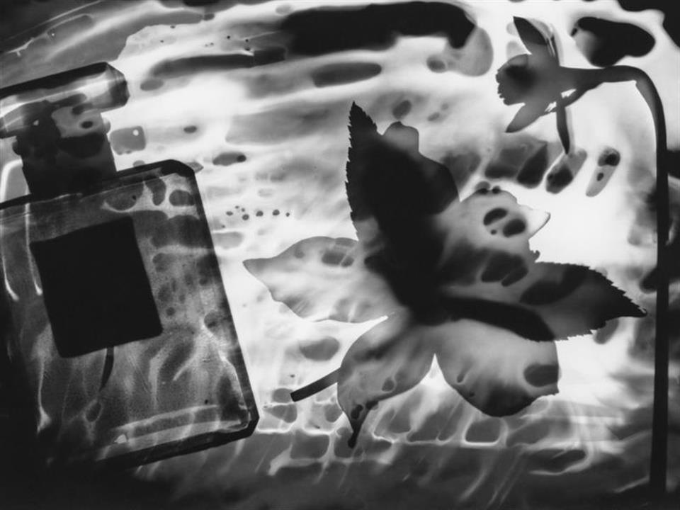 /Portals/39/NADevEventsImages/Photogram perfume daffodil_480.jpg